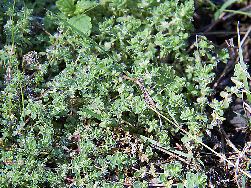 Illecebrum verticillatum 